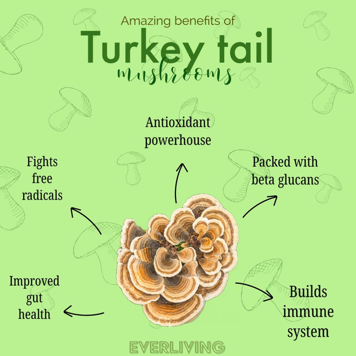 Turkey Tail Mushroom Extract 60ML (2 FL OZ)